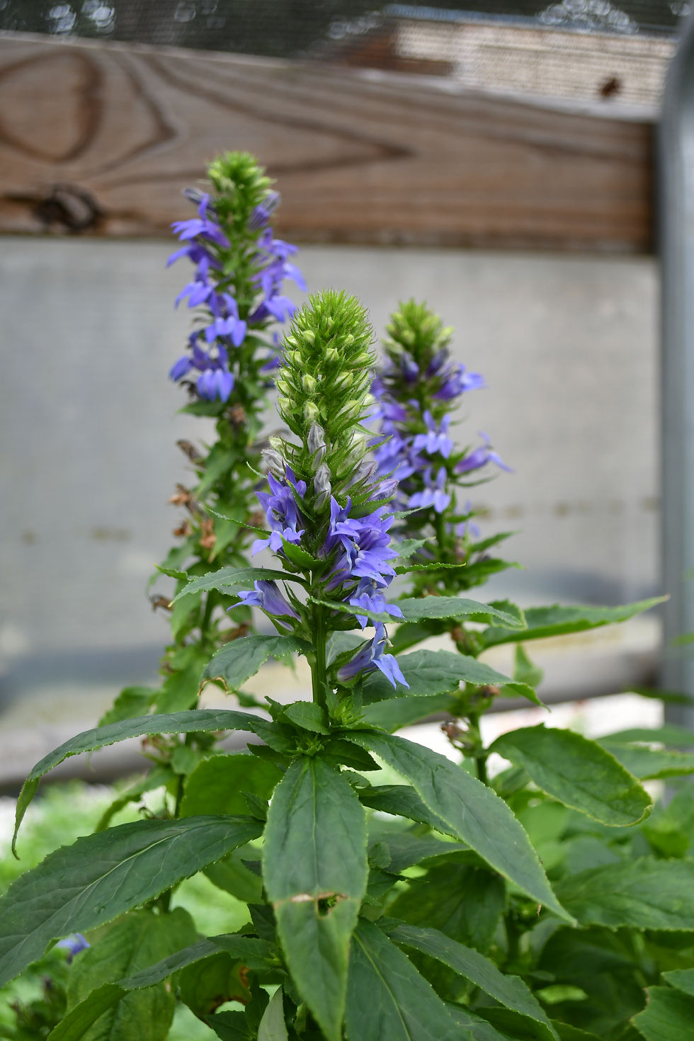 Thumbnail: Great Blue Lobelia - Lobelia siphilitica - native plant