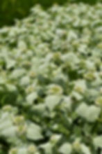 Short-Toothed Mountain Mint - Pycnanthemum muticum mississippi native plant