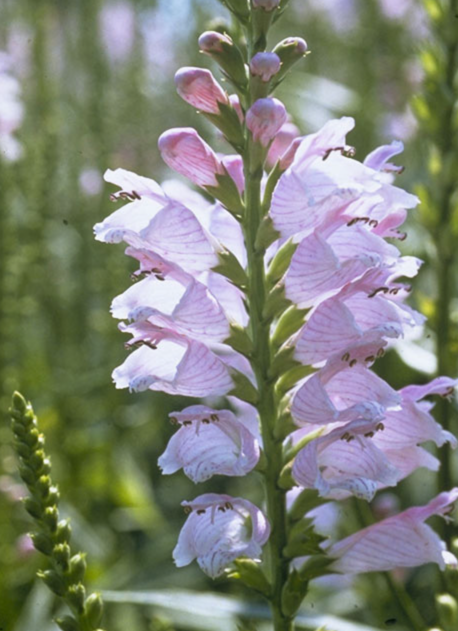 Obedient Plant - Physostegia virginiana - native plant