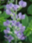 Wild Blue Indigo - Baptisia australis - native plant