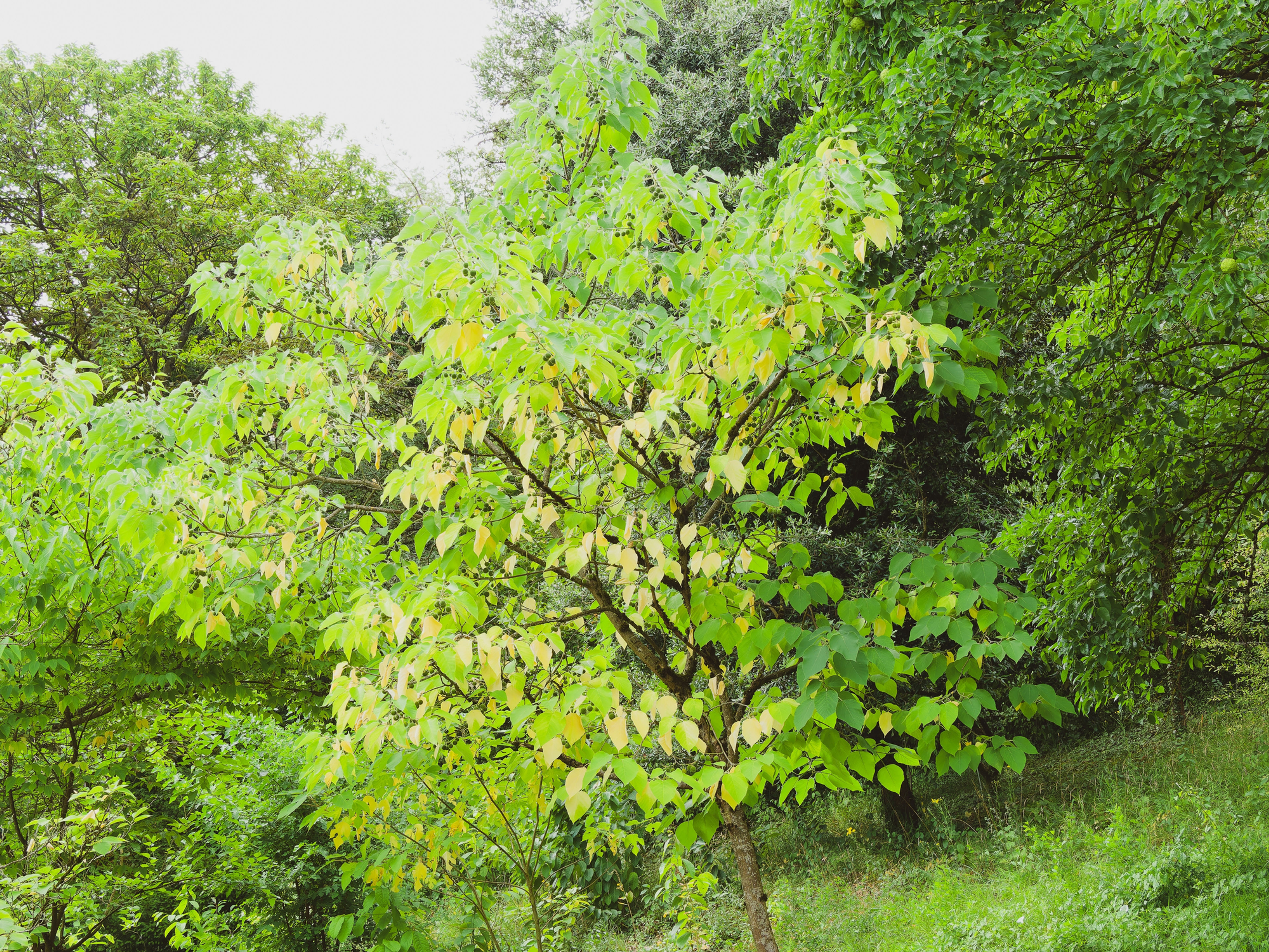 Celtis laevigata- Sugar Hackberry