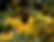 Giant Coneflower - Rudbeckia maxima - native plant