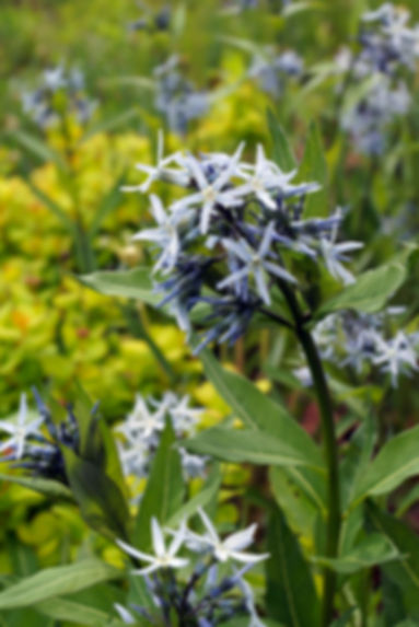 Amsonia rigida- Stiff Bluestar