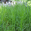 Thumbnail: Palm Sedge - Carex muskingumensis - native plant