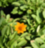 Lanceleaf Coreopsis - Coreopsis lanceolata