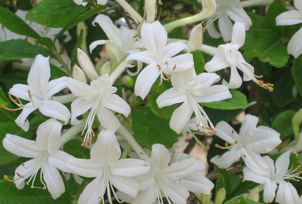 Swamp Azalea - Rhododendron viscosum - native plant