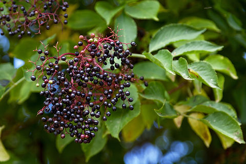 care of sensitive plant Sensitive Plant Seeds