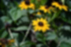 Black-eyed Susan 'Goldsturm' - Rudbeckia fulgida var. sullivantii