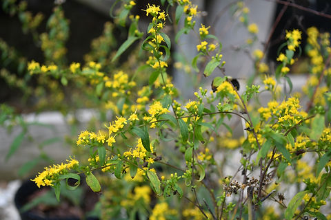 Blue-stemmed Goldenrod (Solidago caesia) - US Native Plants | Buy Now