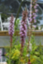 Blazing Star - Liatris spicata