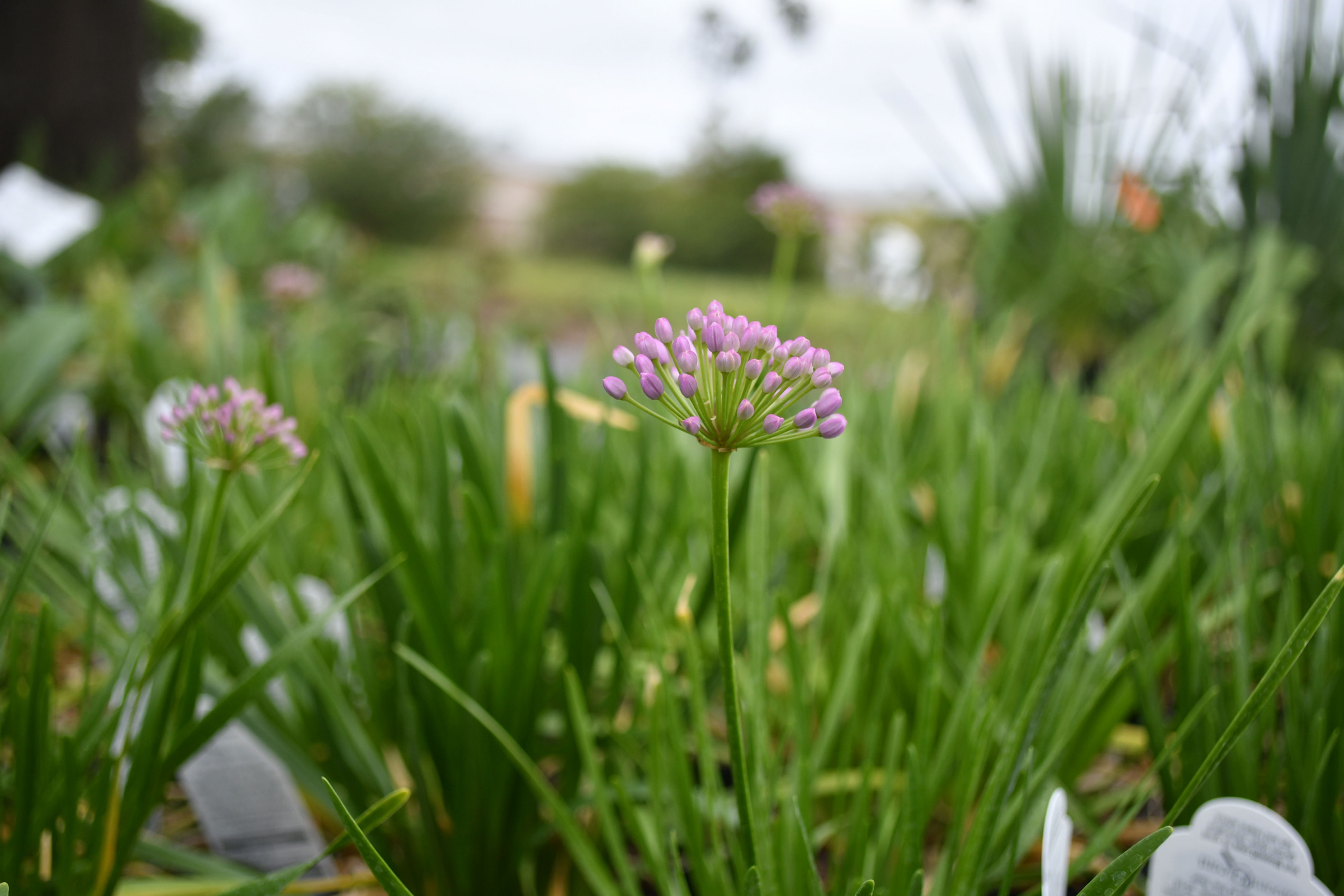 Ornamental Onion 'Millenium' - Allium nutans Mississippi native plant