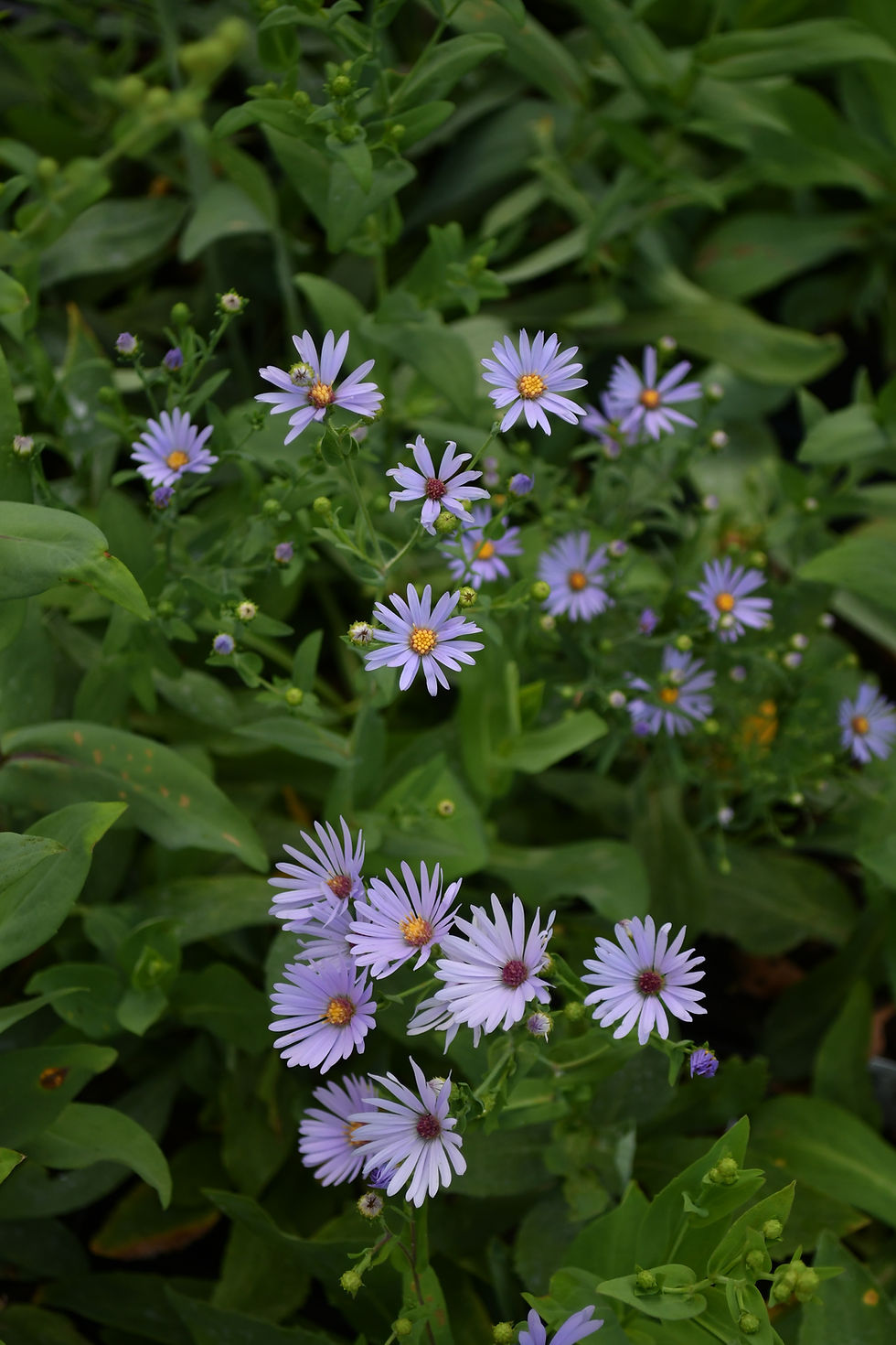 Thumbnail: Smooth Blue Aster - Aster laevis Mississippi native plant wildflower
