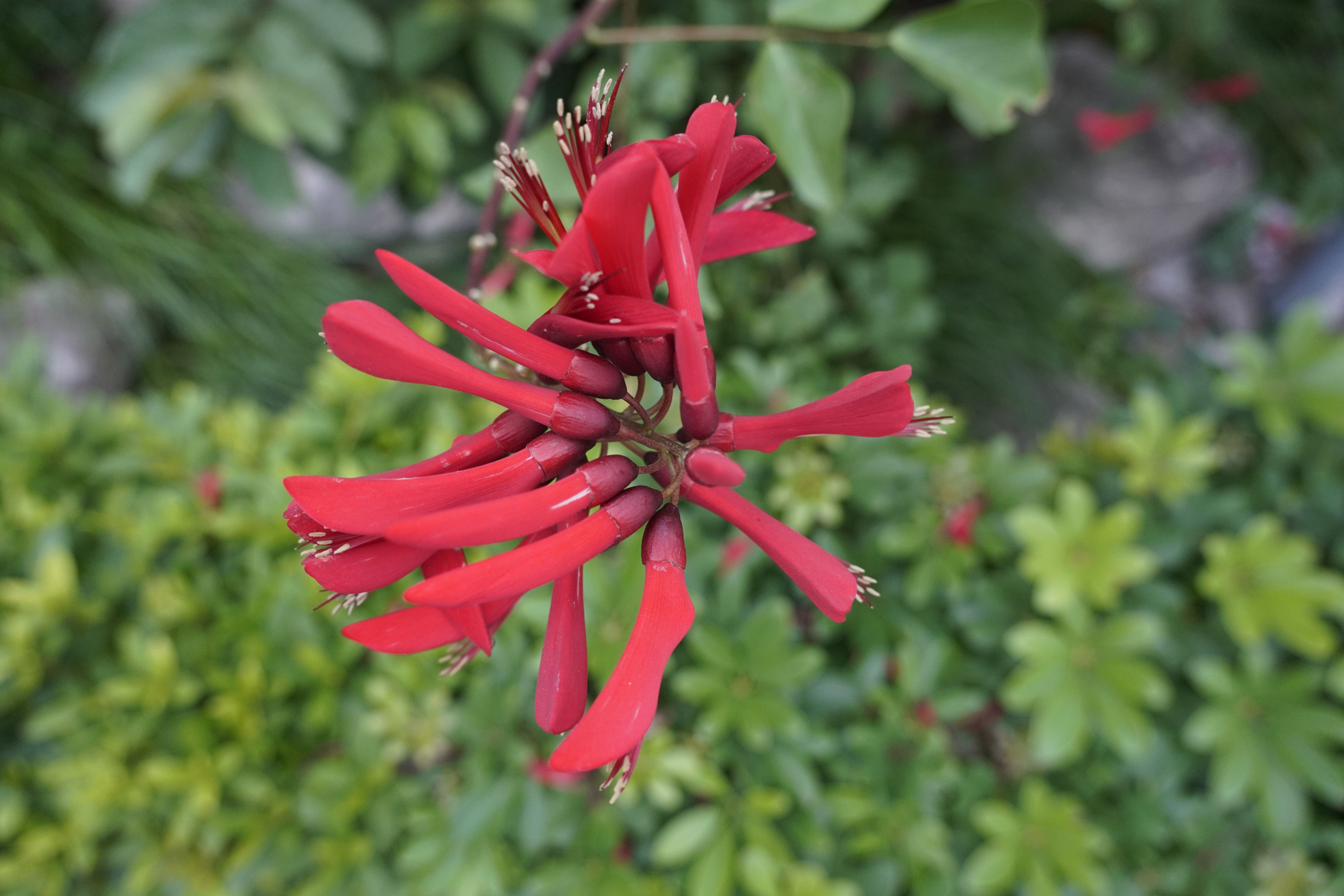 Erythrina herbacea- Coral Bean