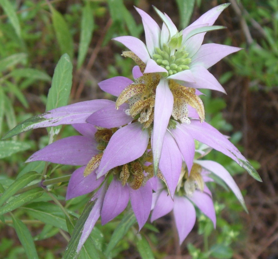 Spotted Bee Balm 'Beebop' - Monarda punctata - native plant