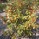 Thumbnail: Winterberry Holly - Ilex verticillata - native plant