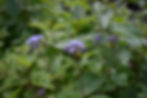 Blue Mistflower - Conoclinium coelestinum