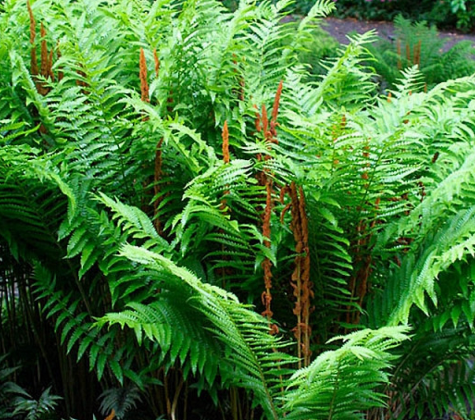 Cinnamon Fern - Osmundastrum cinnamomeum - native plant