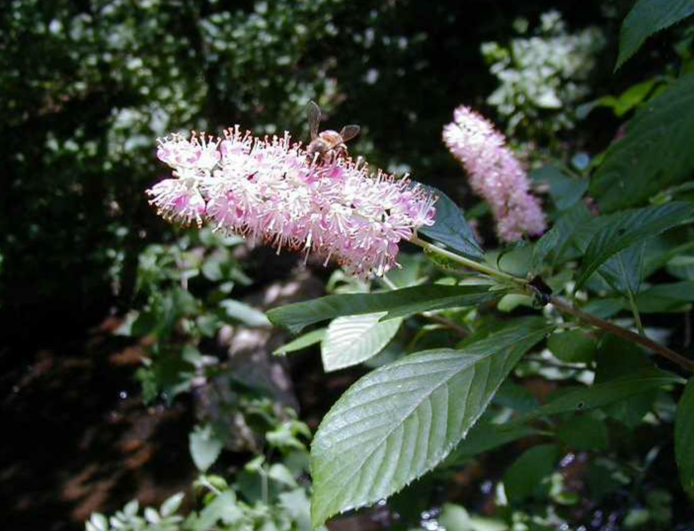 Sweet Pepper Bush 'Ruby Spice' - Clethra alnifolia - native plant