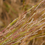 Thumbnail: Little Bluestem Grass - Schizachyrium scoparium - native plant
