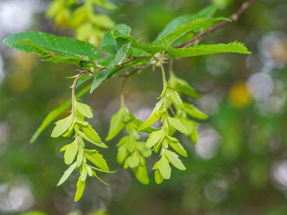 American Hornbeam - Carpinus caroliniana
