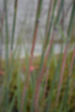 Thumbnail: Big Bluestem - Andropogon gerardii native grass Mississippi