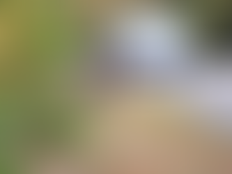 It’s Fall – Oh Deer!