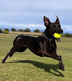 borking mad black dog running fast and happy with ball in mouth at green parkland