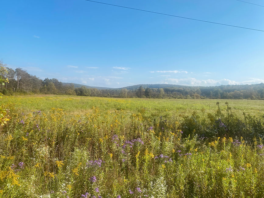 landscape.jpg