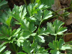 Herb Gardening, Companion Planting, and the Easiest Herb to Grow