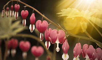 pink tulips in bloom during daytime_edit