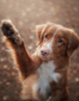 AdobeStock_183618834.jpeg