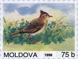alouette_moldavie-300x225.jpg