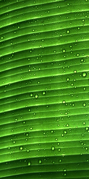 water droplets on green leaf_edited.jpg