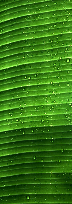 water droplets on green leaf_edited.jpg