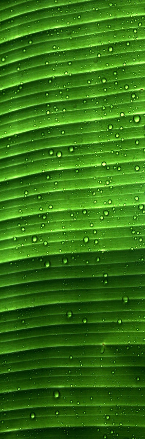 water droplets on green leaf_edited.jpg