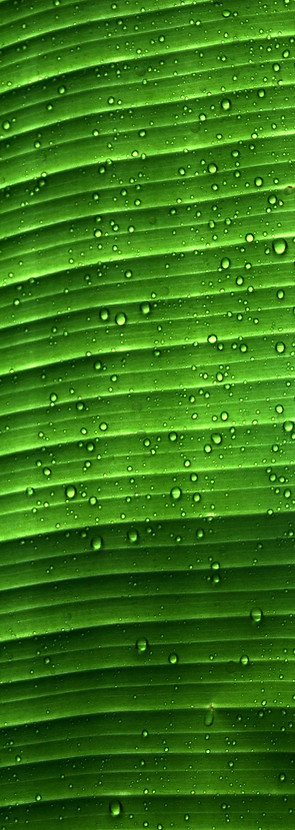 water droplets on green leaf_edited.jpg