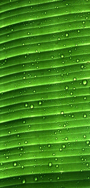 water droplets on green leaf_edited.jpg