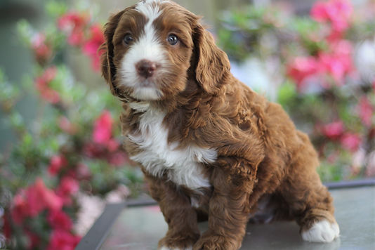 Petunia's blue collar boy 6 weeks old #2