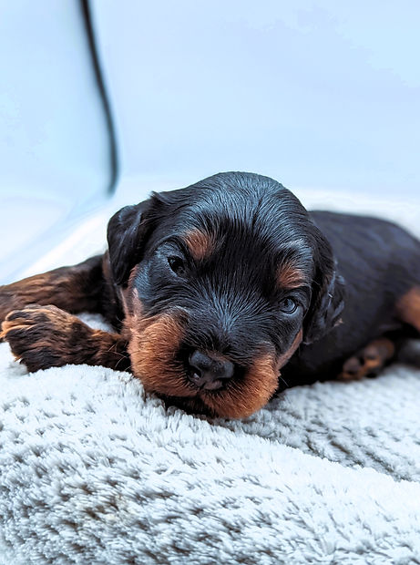 Pretzell's green collar boy 2 weeks old.jpg