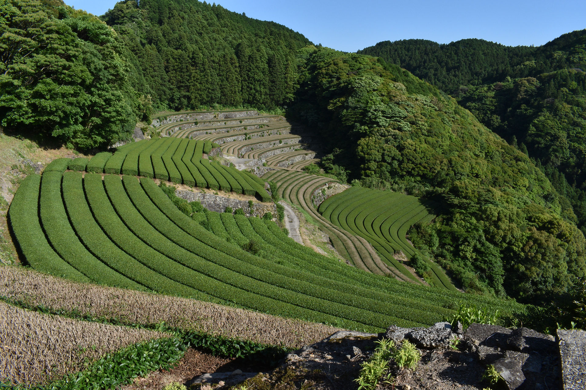 fresh sea air makes tea happy