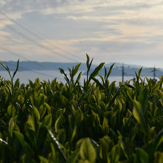 fresh sea air makes tea happy