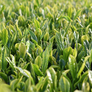 fresh sea air makes tea happy