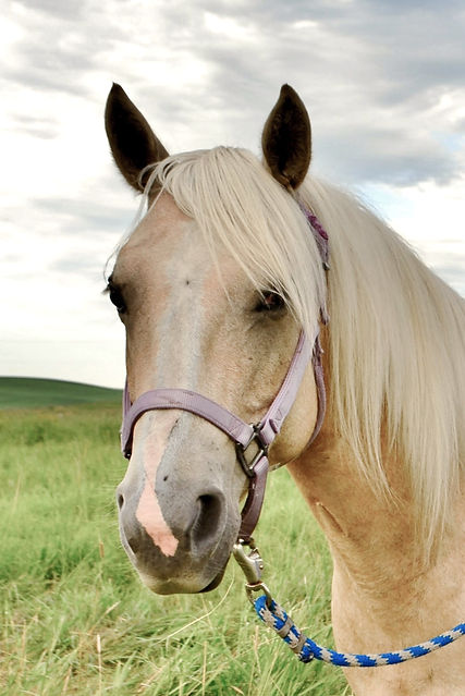 Palomino Ranch Horse