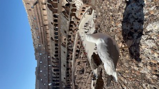 a bird at the colosseum