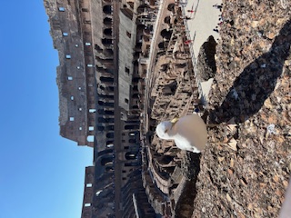 A bird at the Colosseum