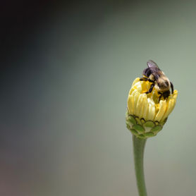 honey bee, bees, pollinator, colony 