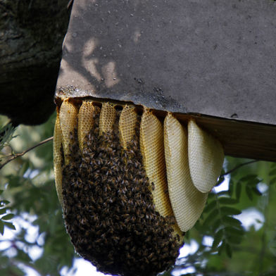bee removal, abilene tx,  bee removal, honey bees