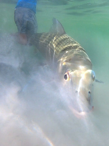 Stealth_Bonefish1.jpg