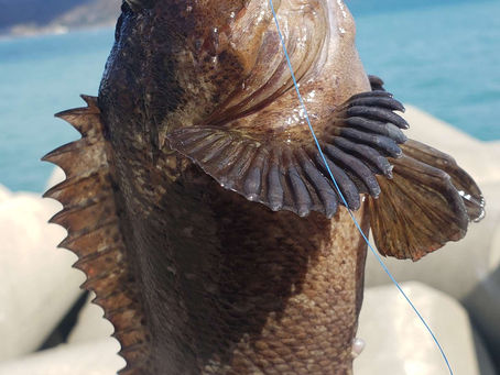 やっぱり釣りは良いなぁ~✨