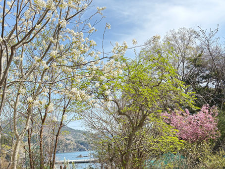 さくらの庭も一気に春🌸